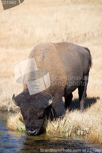 Image of bison drinking from river