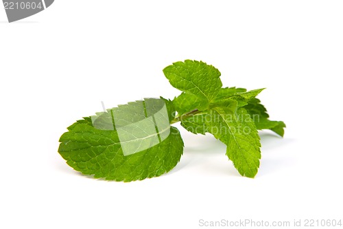 Image of mint leaves on white background