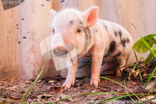 Image of Close-up of a cute muddy piglet running around outdoors on the f