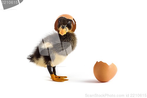 Image of Black small duckling with egg on a white