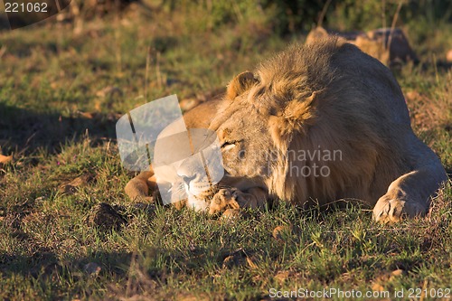 Image of lazy lion