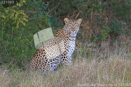 Image of leopard