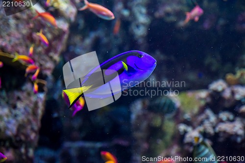 Image of Aquarium tropical fish on a coral reef