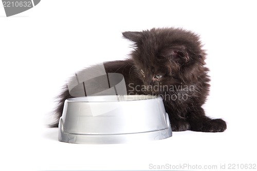 Image of Black kitten eating cat food on a white background