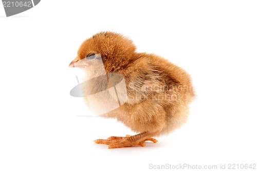 Image of The yellow chick on a white background