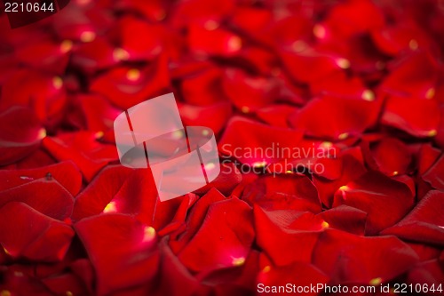 Image of Background of red rose petals