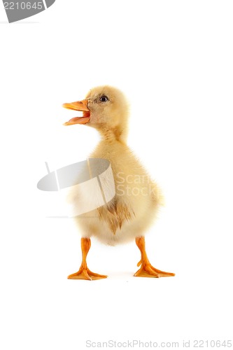 Image of A yellow duckling isolated on a white background