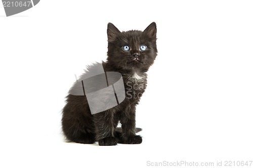 Image of Cute black kitten on  a white background