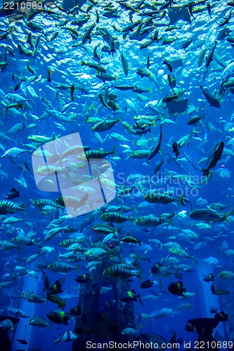 Image of Aquarium tropical fish on a coral reef