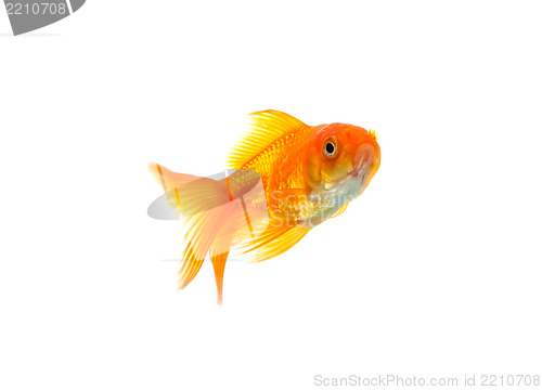 Image of Goldfish