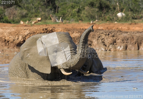 Image of bathing ellie