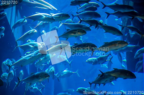 Image of Aquarium tropical fish on a coral reef