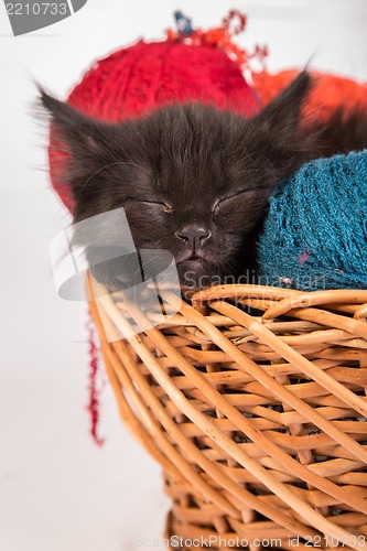 Image of Black kitten playing with a red ball of yarn on white background