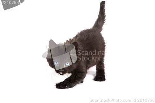 Image of Cute black kitten on  a white background