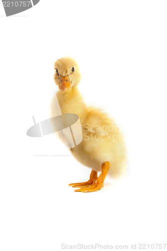 Image of A yellow duckling isolated on a white background