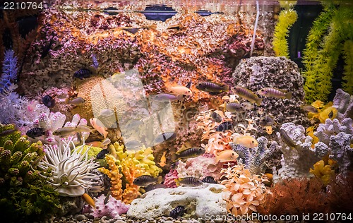 Image of Ttropical freshwater aquarium with fishes