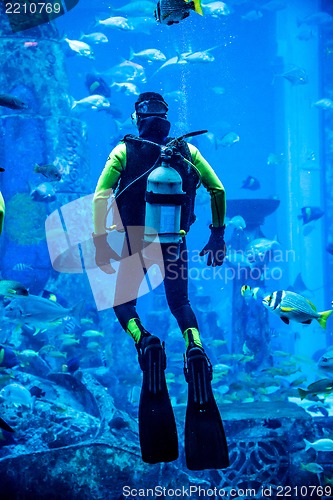 Image of Huge aquarium in Dubai. Diver feeding fishes.