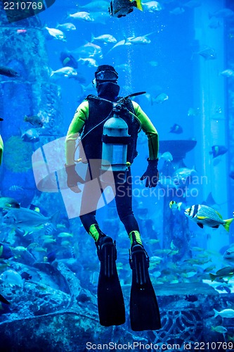 Image of Huge aquarium in Dubai. Diver feeding fishes.