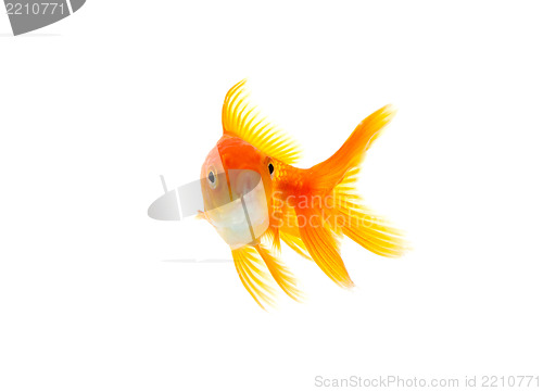 Image of Goldfish