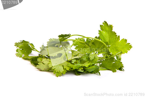 Image of Parsley tied in a bunch with twine isolated