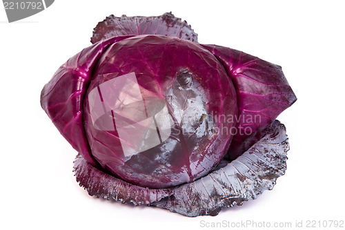 Image of Red cabbage on white background.