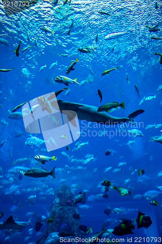 Image of Aquarium tropical fish on a coral reef