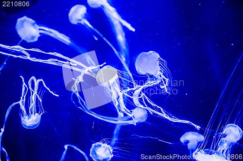 Image of Beautiful jellyfish moving slowly in aquarium in Dubai