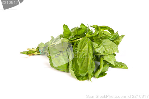 Image of Fresh green basil leaves on white background