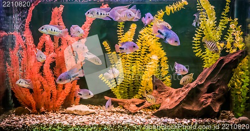 Image of Ttropical freshwater aquarium with fishes