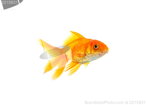 Image of Goldfish