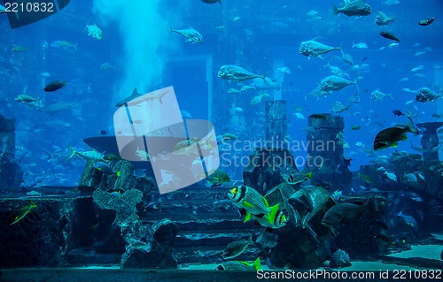 Image of Stingray fish. Aquarium tropical fish on a coral reef