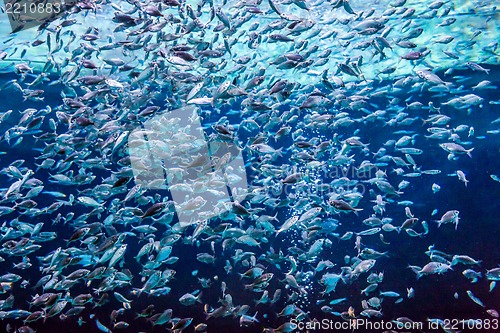 Image of Aquarium tropical fish on a coral reef