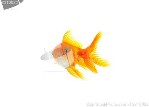 Image of Goldfish