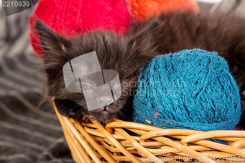 Image of Black kitten playing with a red ball of yarn on white background