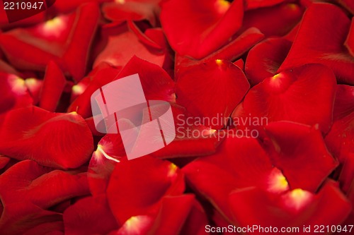Image of Background of red rose petals