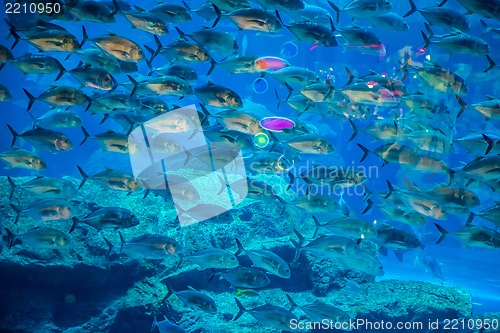 Image of Aquarium tropical fish on a coral reef