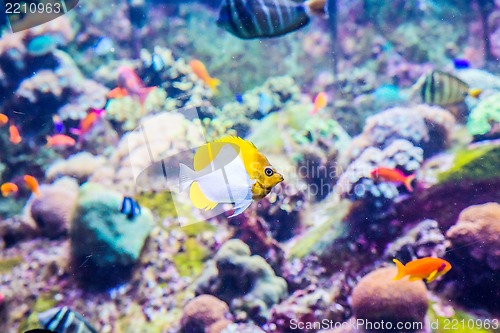 Image of Aquarium tropical fish on a coral reef