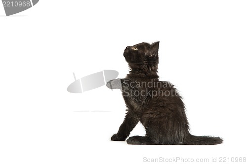 Image of Cute black kitten on  a white background