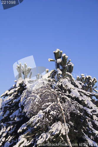 Image of tree and sky