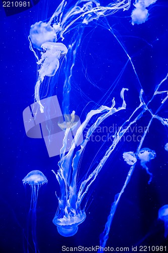 Image of Beautiful jellyfish moving slowly in aquarium in Dubai
