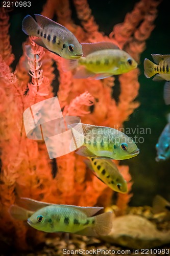 Image of Ttropical freshwater aquarium with fishes