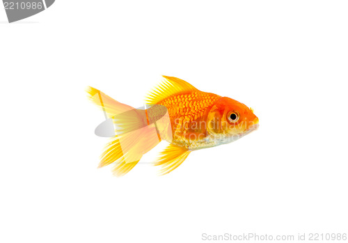 Image of Goldfish