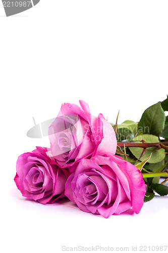 Image of Three fresh pink roses over white background
