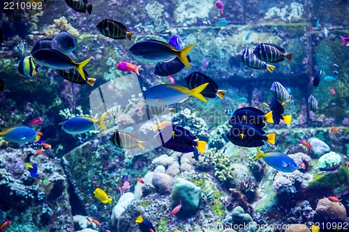 Image of Aquarium tropical fish on a coral reef