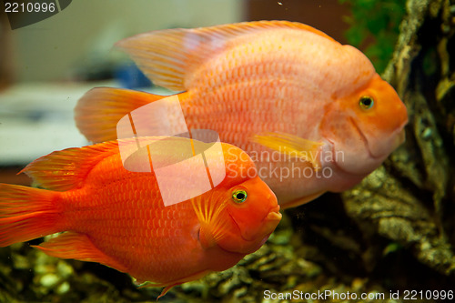 Image of Tropical freshwater aquarium