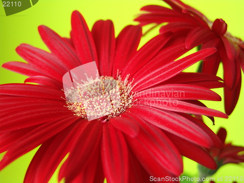 Image of Red flowers