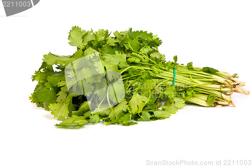 Image of Parsley tied in a bunch with twine isolated