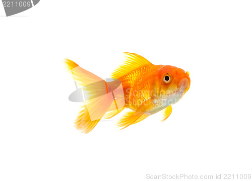 Image of Goldfish