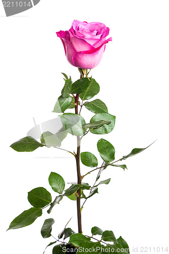 Image of One fresh pink rose over white background
