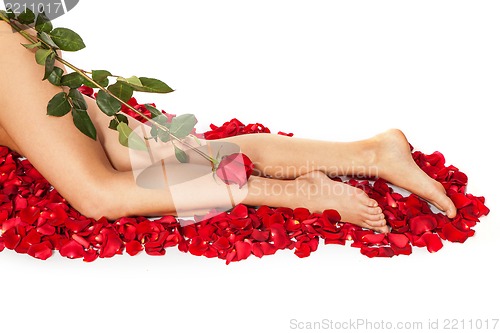 Image of Healthy Woman's Legs and Rose Petals over white.